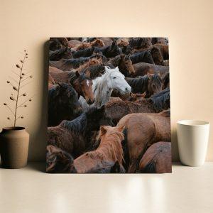 Stallions canvas art frame